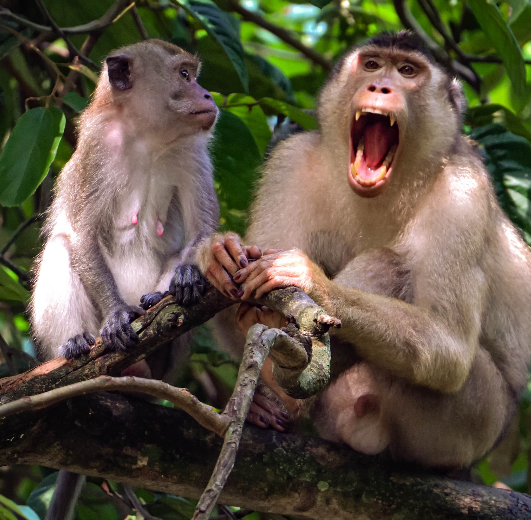 Coexistence For All – For People & Macaques – Langur Project Penang (LPP)