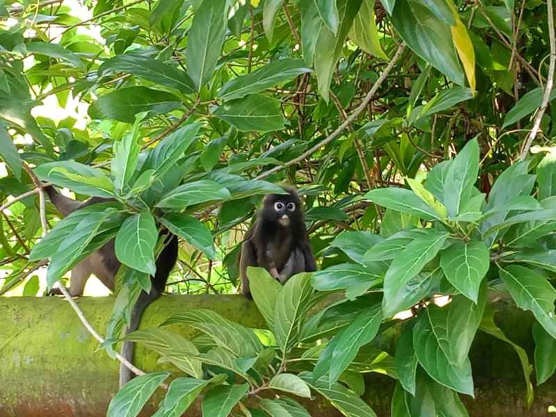 Alia’s Journey with the Dusky Langurs